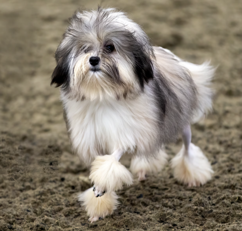 The Löwchen: Meet the "Little Lion Dog" with a Big Heart